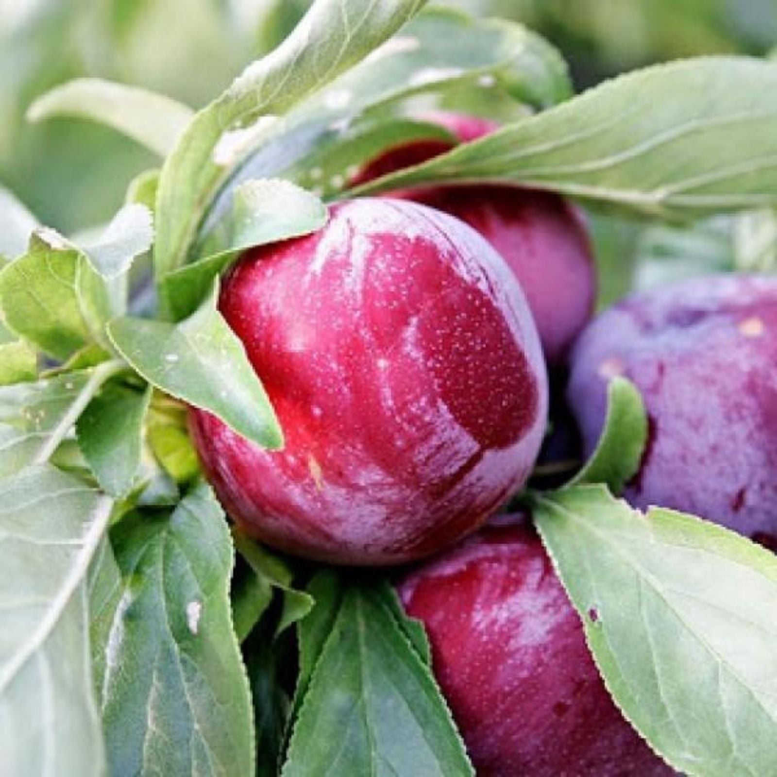 Elephant Heart Plum Cuttings Live Plant Bare Root Prunus Salicina for USDA Zones 5-9