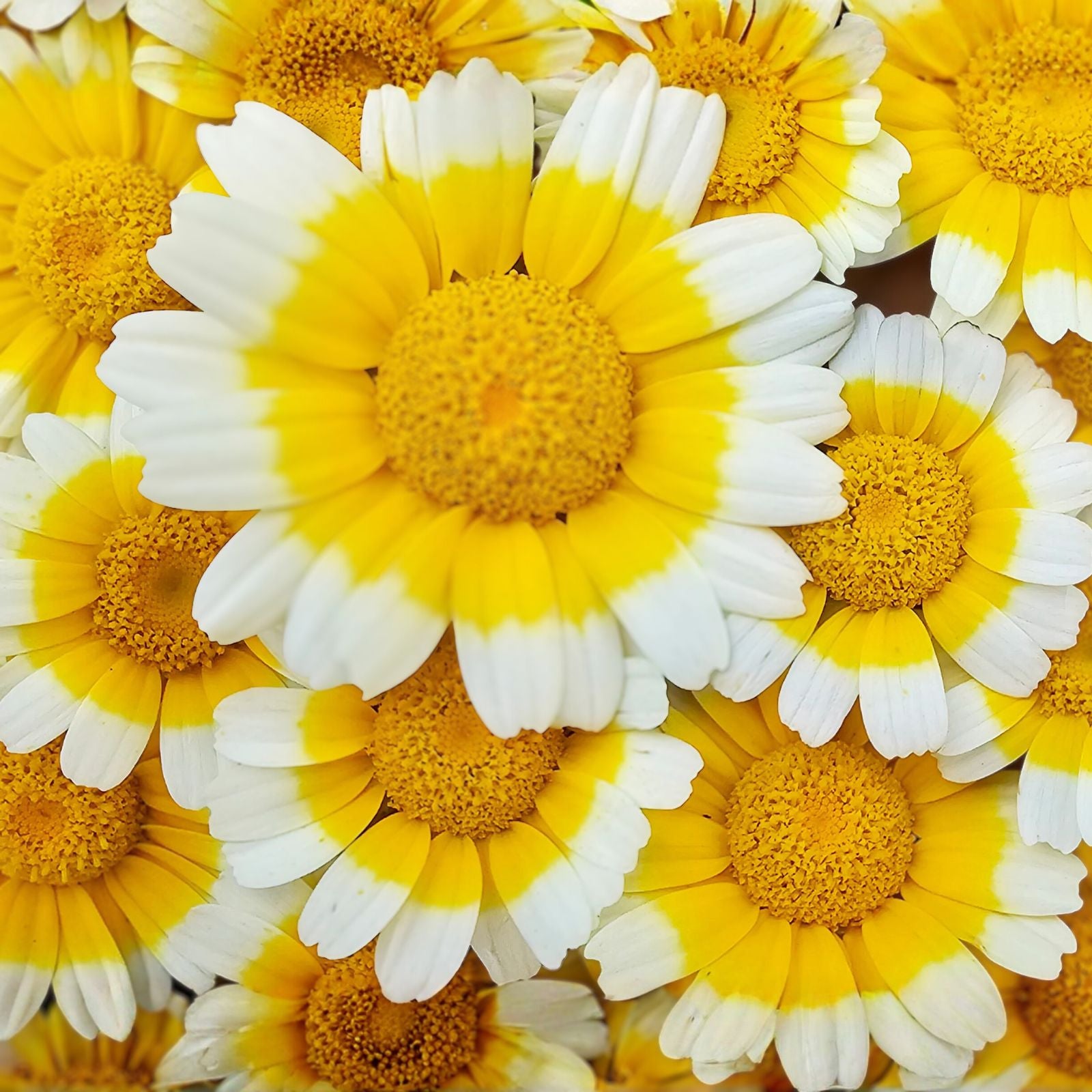 Garland Chrysanthemum Seeds 50+ Count - Golden Yellow Blooms - Chrysanthemum coronarium - Ornamental Flower Seeds