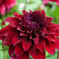 Dahlia Live Plant Tuber Red Holly Huston Semi-Cactus Flower Garden Flower for Home Landscape 8" Bloom