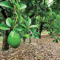 Lamb Hass Avocado Cuttings 4 Grafting Scions Persea americana Live Plant for Home Gardening Fresh Avocado Production