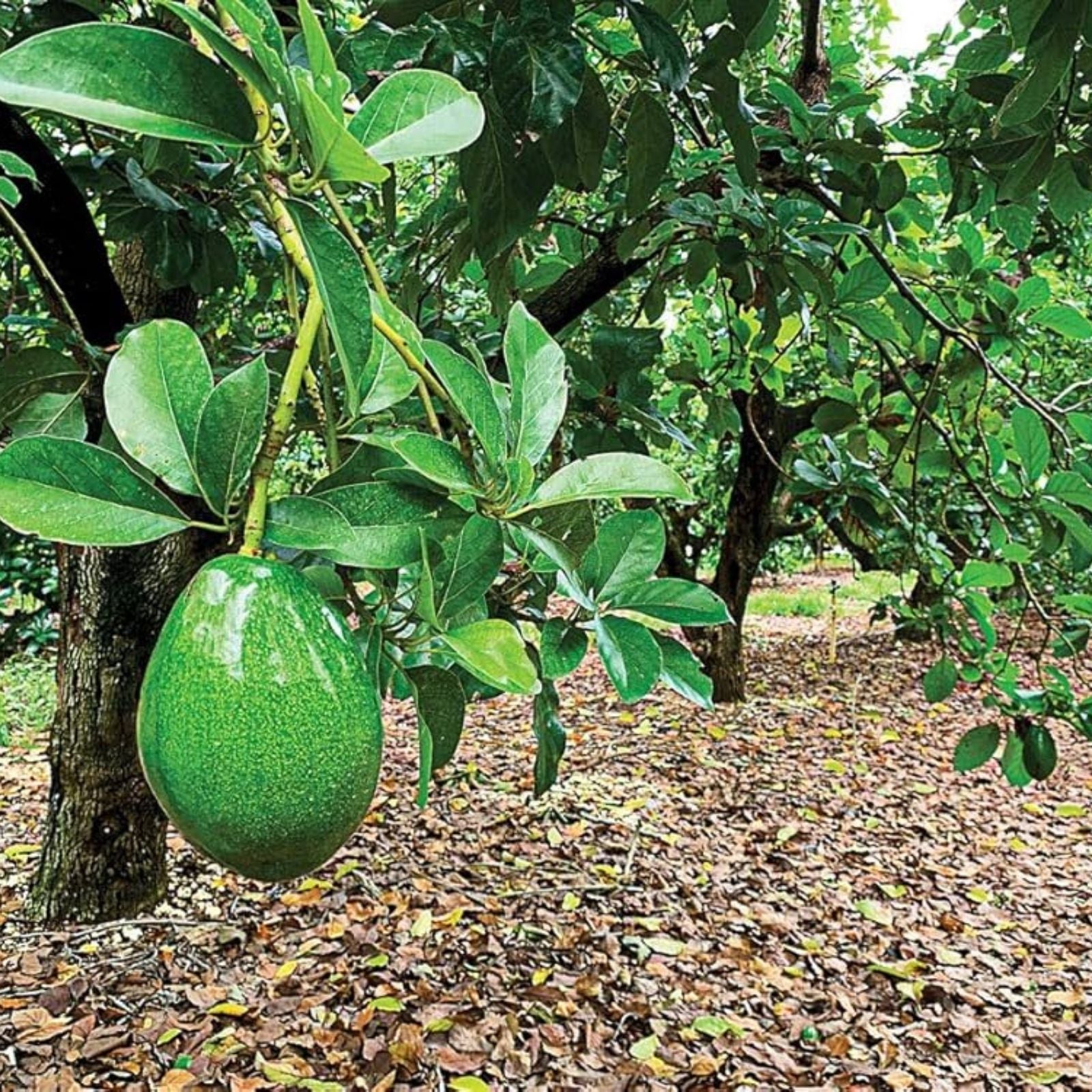 Lamb Hass Avocado Cuttings 4 Grafting Scions Persea americana Live Plant for Home Gardening Fresh Avocado Production