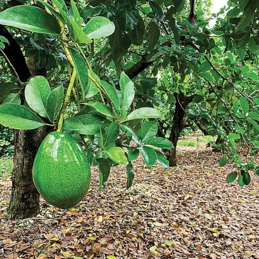 Lamb Hass Avocado Cuttings 4 Grafting Scions Persea americana Live Plant for Home Gardening Fresh Avocado Production