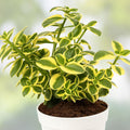 Crassula Sarmentosa Succulent Live Plant 2 Inch - Easy Care Indoor Garden Decor - Home Office Plant - BloomHavenNursery