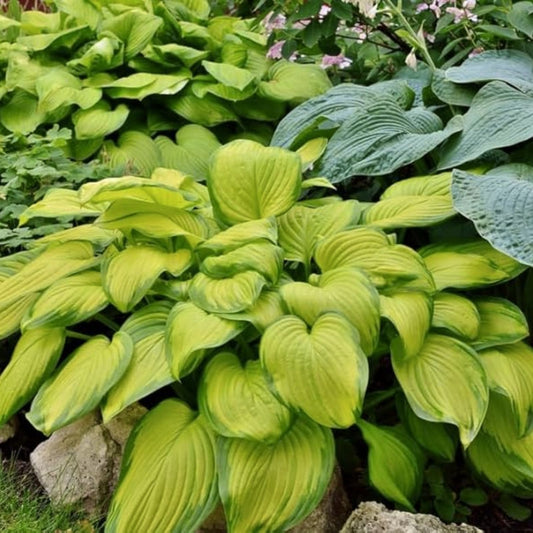 Mixed Hosta Plant Roots 6-Pack | Perennial Shade Garden Plants | Live Starter Plants | Hosta spp. Bare Root
