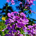 Dame's Rocket Seeds Hesperis matronalis Wildflower Seeds for Garden Pollinators 100+ Freshly Harvested