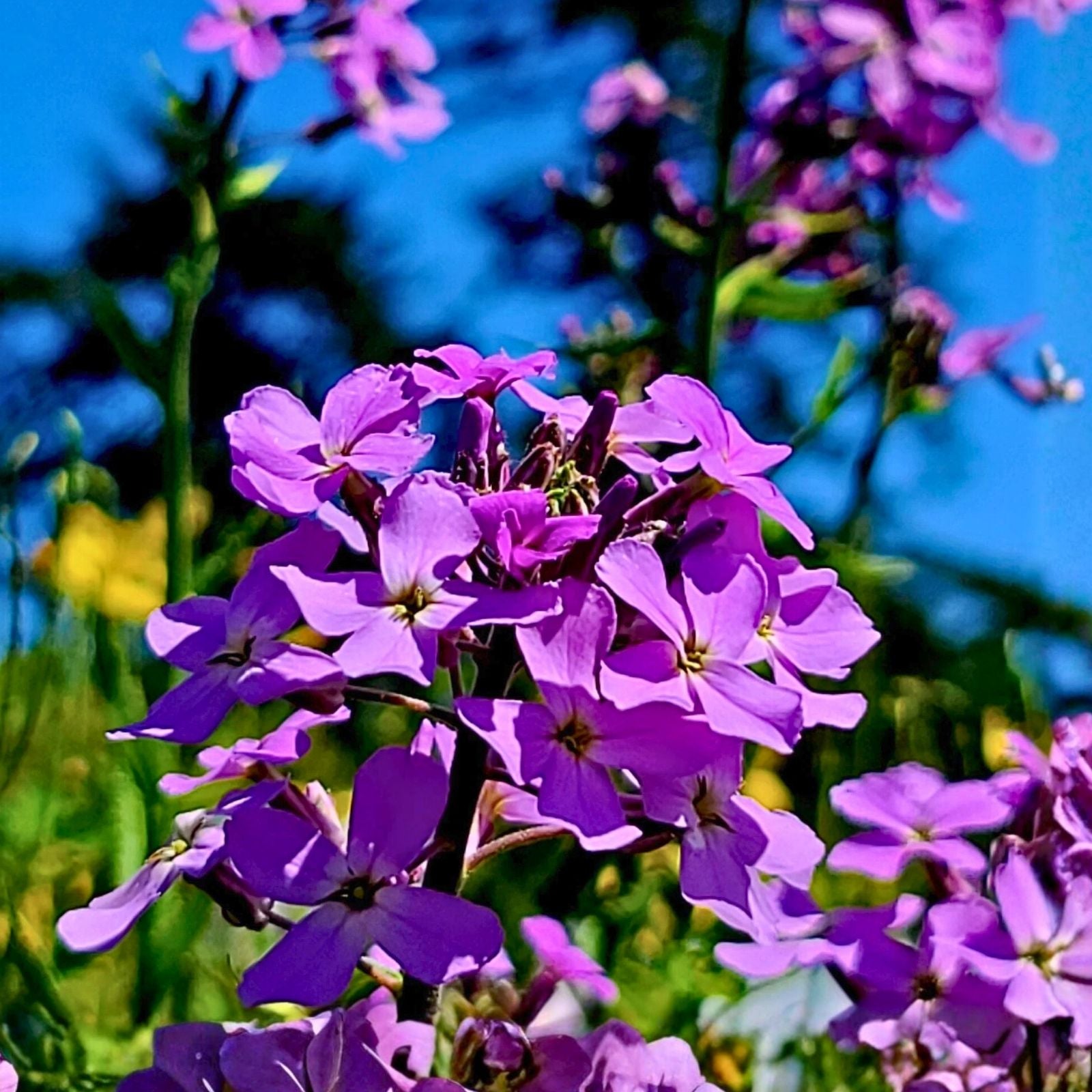 Dame's Rocket Seeds Hesperis matronalis Wildflower Seeds for Garden Pollinators 100+ Freshly Harvested