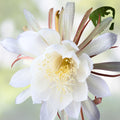Epiphyllum Cuttings 8-10 Inches Long with Fragrant Flowers, Tropical Succulent, Hookeri & Night Blooming Varieties