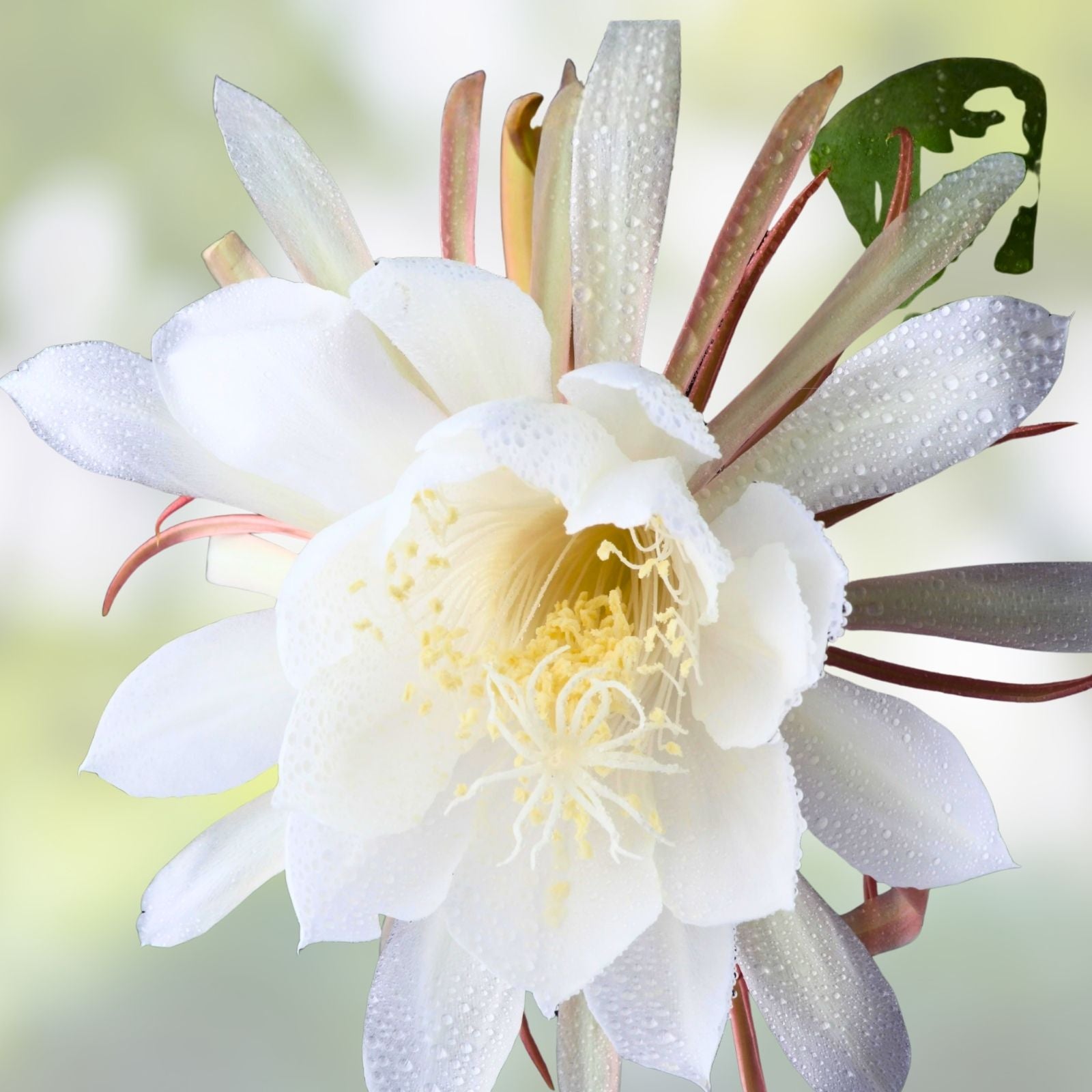 Epiphyllum Cuttings 8-10 Inches Long with Fragrant Flowers, Tropical Succulent, Hookeri & Night Blooming Varieties