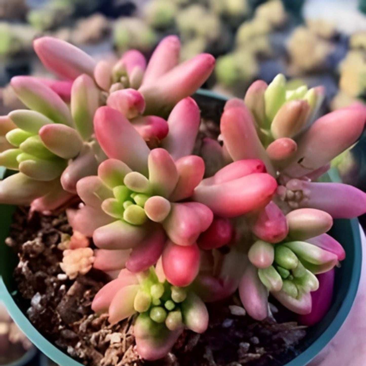 Live Succulent Cutting - Variegated Sedum Rubrotinctum 'Aurora' Pink Jelly Bean - Rare Indoor and Garden Plant
