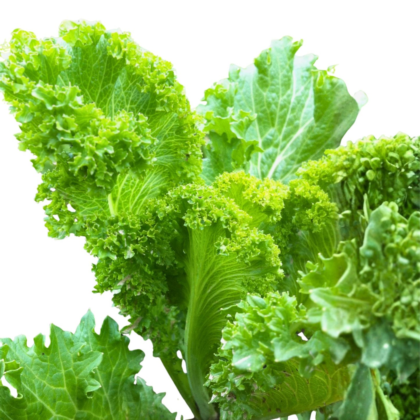 Mustard Greens Seeds Southern Giant Non-GMO Organic Brassica juncea Leafy Greens Vegetable Seeds 500