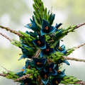 Puya alpestris Seeds 10 Pack, Sapphire Tower, Rare Exotic Tropical Plant, Ornamental Succulent, Live Starter Plant, Garden Plant