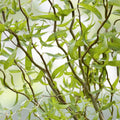 Corkscrew Willow Tree Cuttings 10 Pack - Salix babylonica 'Tortuosa' - Ornamental Tree Branches - Live Plant, Bare Root, Starter Plant
