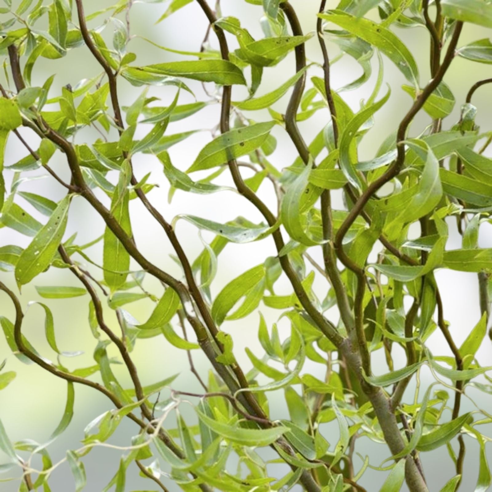 Corkscrew Willow Tree Cuttings 10 Pack - Salix babylonica 'Tortuosa' - Ornamental Tree Branches - Live Plant, Bare Root, Starter Plant