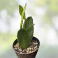 Weberocereus bradei Rare Succulent Plant W2 Variety Live Cactus Collection Starter Plant