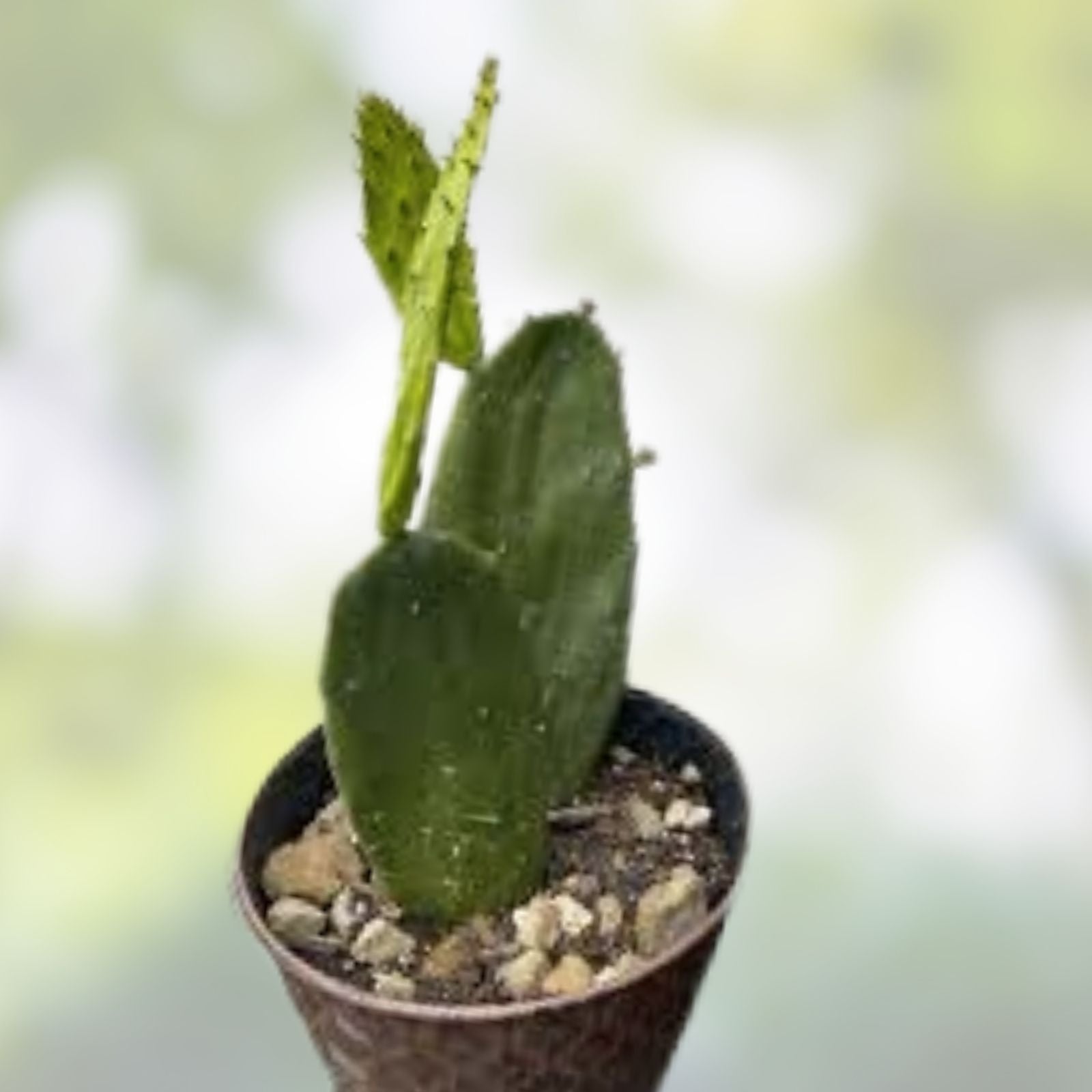 Weberocereus bradei Rare Succulent Plant W2 Variety Live Cactus Collection Starter Plant