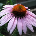 Echinacea Purpurea Seeds Purple Coneflower Live Plant Garden Pollinator Habitat 1000 Seeds
