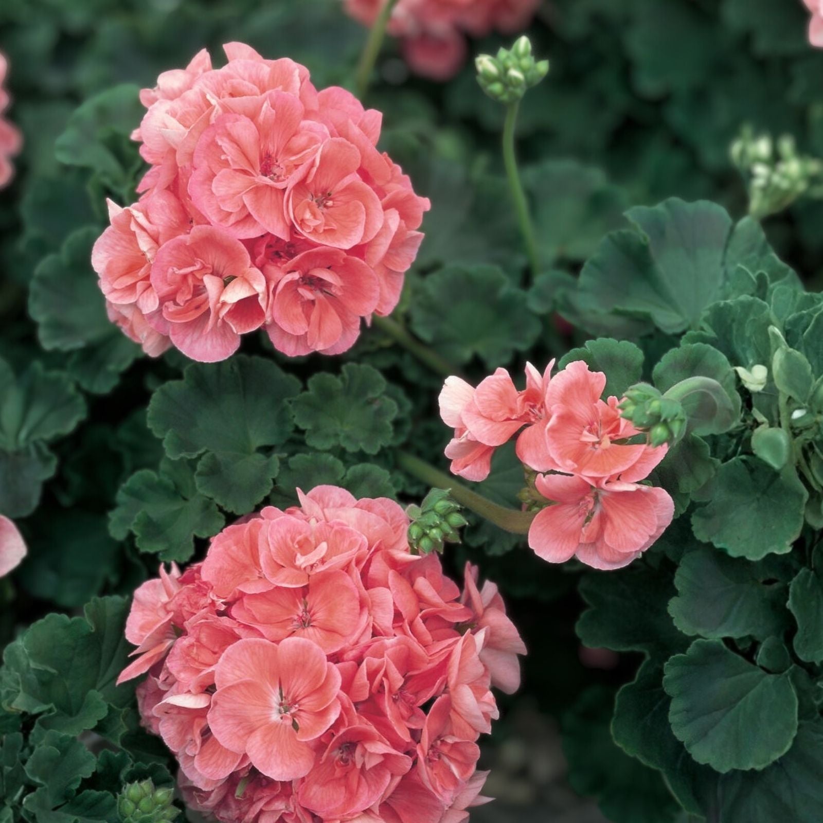Salmon Pink Pelargonium Zonal Geranium Live Plant Starter Cuttings 4x8 inches, Flowering Houseplant, Pelargonium zonale