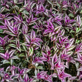 Tradescantia zebrina Purple Furry Wandering Jew Live Plant Cutting 2" or 4" Pot Indoor Houseplant