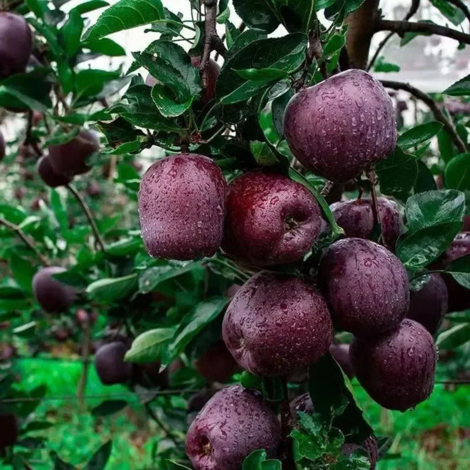 Black Diamond Apple Cutting, Rare Malus domestica, Live Plant, Grafting, Rooting, Fruit Tree, Starter Plant