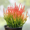 Euphorbia tirucalli Fire Stick Cuttings 10 Pencils Succulent Plant Easy Grow Live Houseplant 5 Inch