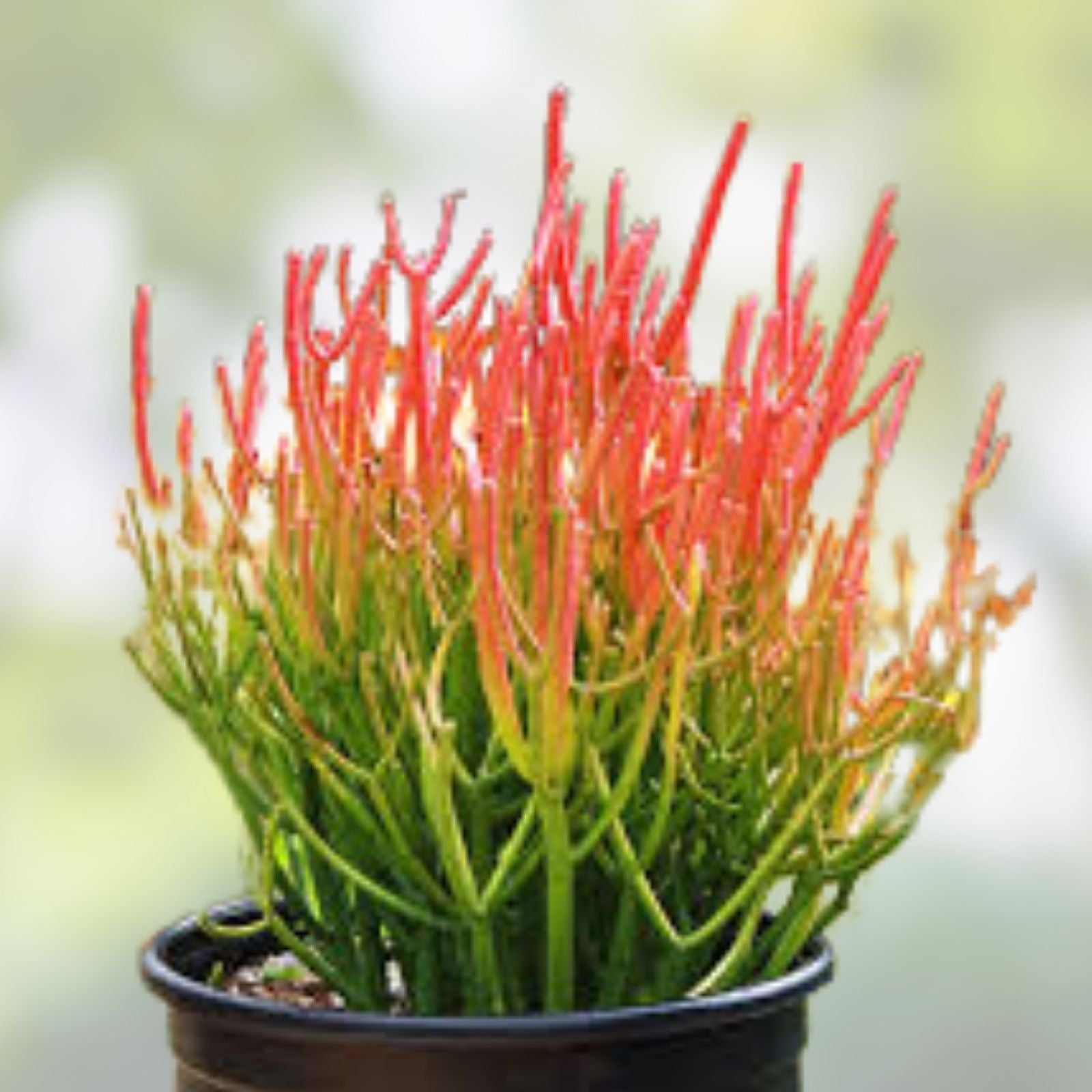 Euphorbia tirucalli Fire Stick Cuttings 10 Pencils Succulent Plant Easy Grow Live Houseplant 5 Inch