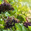 Elderberry Cuttings 5-Pack Sambucus nigra Live Plant Starter Bare Root for Gardening Propagation