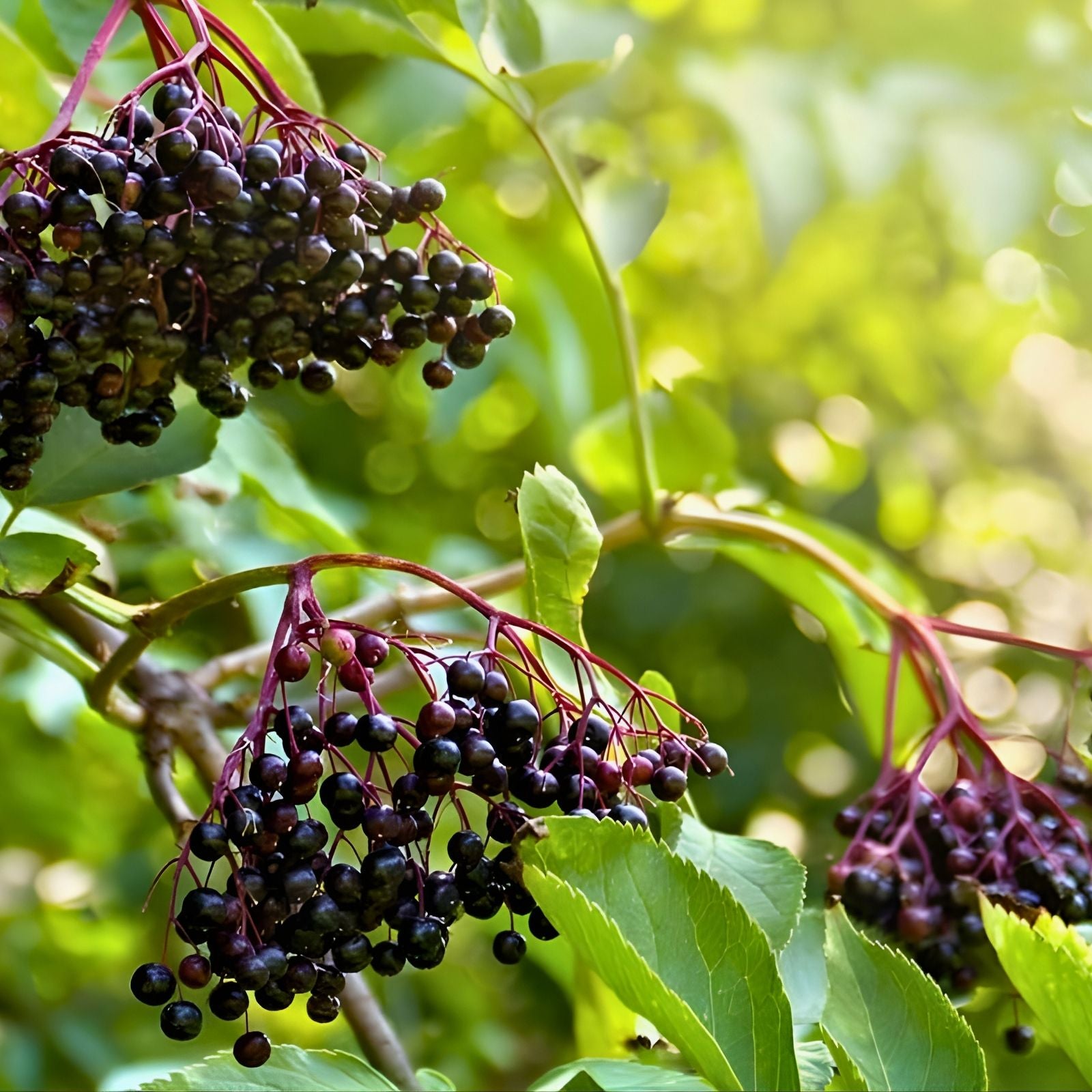 Elderberry Cuttings 5-Pack Sambucus nigra Live Plant Starter Bare Root for Gardening Propagation