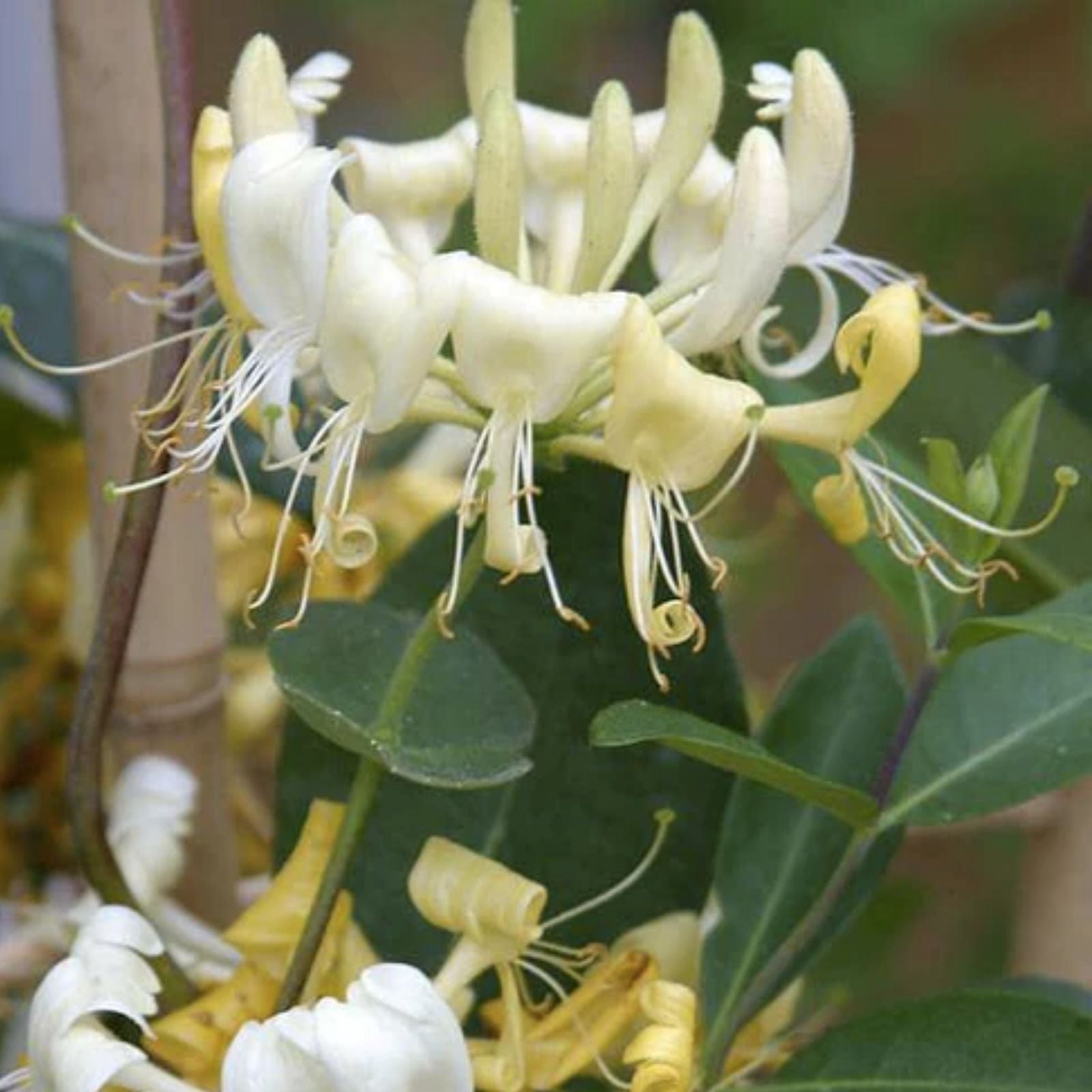 European Fly Honeysuckle Vine Seeds – Lonicera periclymenum, Perennial Climbing White Honeysuckle, Fragrant Hardy Garden Plant, 50+ Seeds