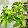 String of Bananas Cuttings 20 Pack, Senecio Radicans, Trailing Succulent Plants, Houseplant, Live Plant, Starter Plant