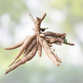 Cassava Cuttings 4 Pack Sweet Jamaica Red Organic Manihot Esculenta Root Vegetable Starter Plants