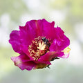 Cold Hardy Cactus Cuttings Spiny Cats Paw Opuntia Fragilis Succulent Plant Propagation Bare Root Live Plant