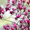 Magnolia liliflora Lily Seeds 10 Pack Pink Flowering Tree Garden Plant Starter Seeds