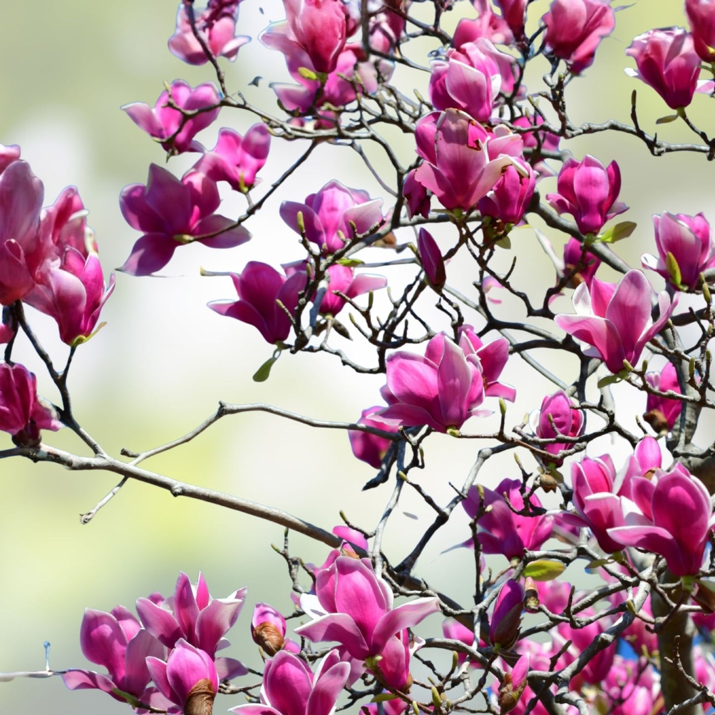 Magnolia liliflora Lily Seeds 10 Pack Pink Flowering Tree Garden Plant Starter Seeds