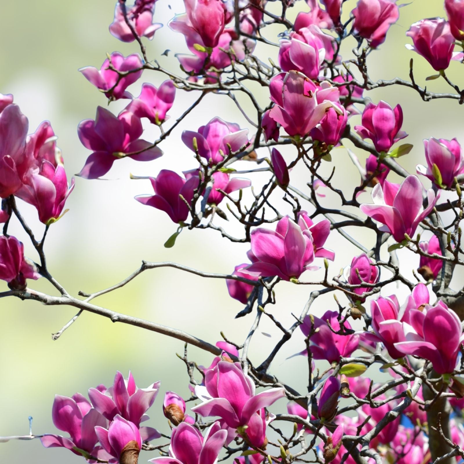 Magnolia liliflora Lily Seeds 10 Pack Pink Flowering Tree Garden Plant Starter Seeds