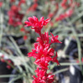 Texas Yucca Seeds 40 Count Hesperaloe parviflora False Brakelight Red Flowering Drought Tolerant Perennial Plant Seeds