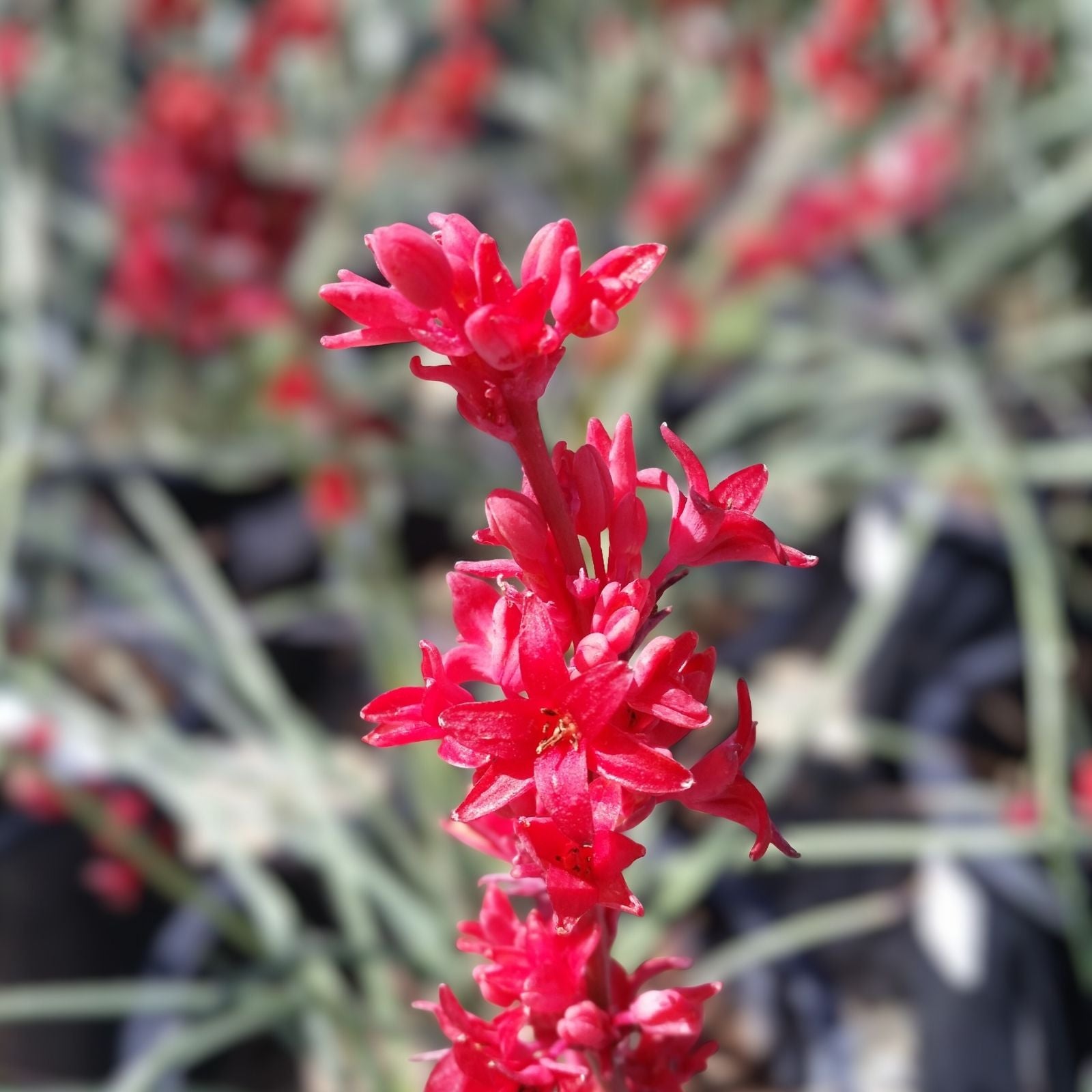 Texas Yucca Seeds 40 Count Hesperaloe parviflora False Brakelight Red Flowering Drought Tolerant Perennial Plant Seeds