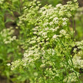 Anise Seeds 100+ Heirloom Herb Spice Pimpinella anisum Culinary Seeds, Aromatic, Live Plant, Cutting, Bare Root, Starter Plant