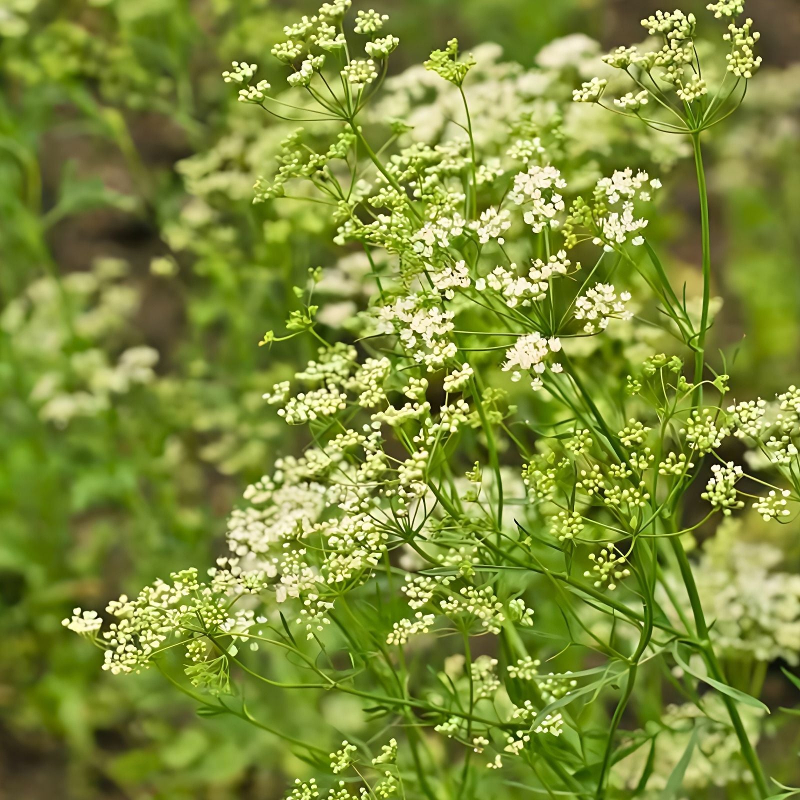 Anise Seeds 100+ Heirloom Herb Spice Pimpinella anisum Culinary Seeds, Aromatic, Live Plant, Cutting, Bare Root, Starter Plant