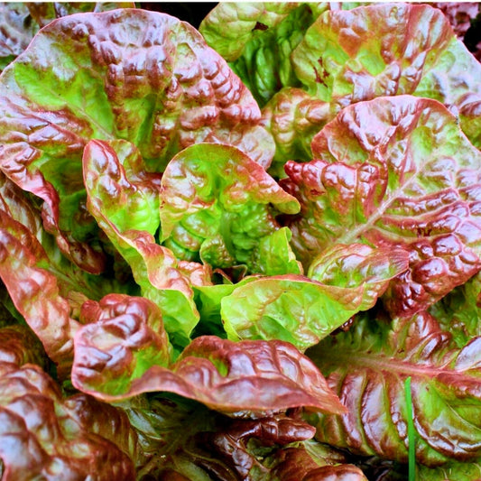 Heirloom Leaf Lettuce Seeds 500 Non-GMO Organic Vegetable Garden Starter Plant Cutting Bare Root