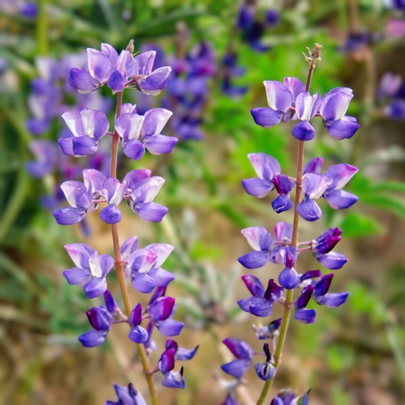 Arroyo Lupine Seeds 25+ Pack Purple Lupinus succulentus Wildflower Seeds for Garden Landscaping Planting
