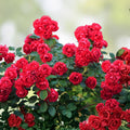 Red Rose Bush Live Plant 1-2' Olympiad Rosa hybrida Shrub Flowering Garden Plant