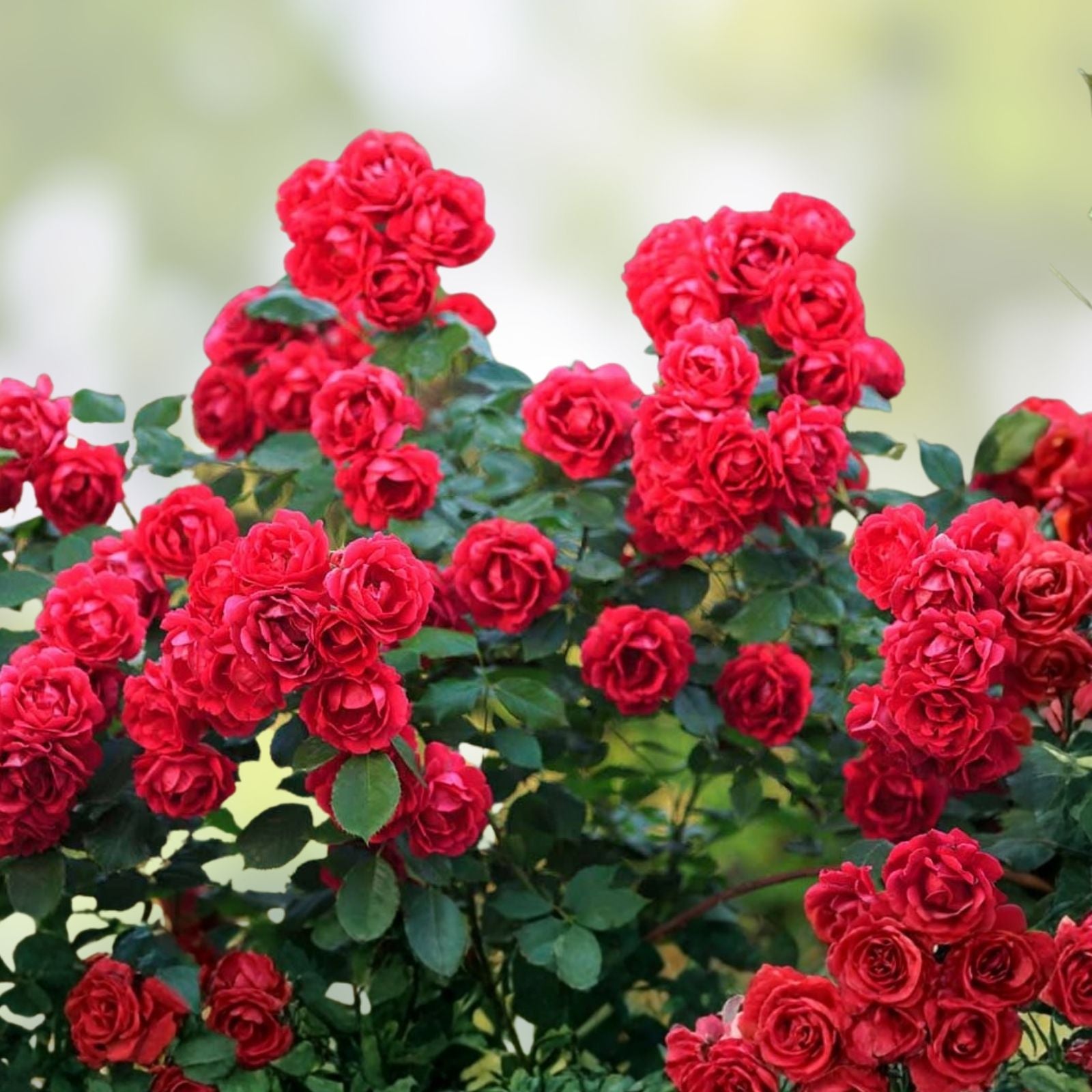 Red Rose Bush Live Plant 1-2' Olympiad Rosa hybrida Shrub Flowering Garden Plant
