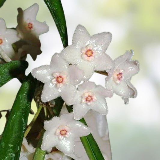 Hoya Longifolia Live Plant, Hanging Houseplant, String Bean, Indoor Plant, Starter Plant, Heat-Loving, Trailing Plant