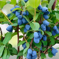Honeyberry Cuttings 8 pcs Giant Blue Boreal Moose Lonicera caerulea Berry Plant Propagation Live Starter Plant