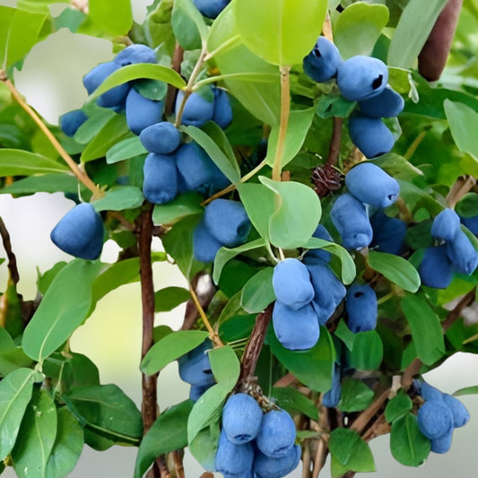 Honeyberry Cuttings 8 pcs Giant Blue Boreal Moose Lonicera caerulea Berry Plant Propagation Live Starter Plant
