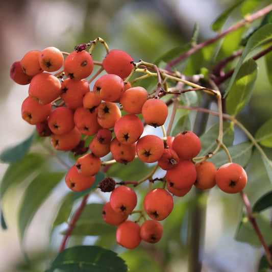 Mountain Ash Tree Seeds 50 Pack | Sorbus aucuparia Ornamental Hardy Tree for Planting | Fast Shipping