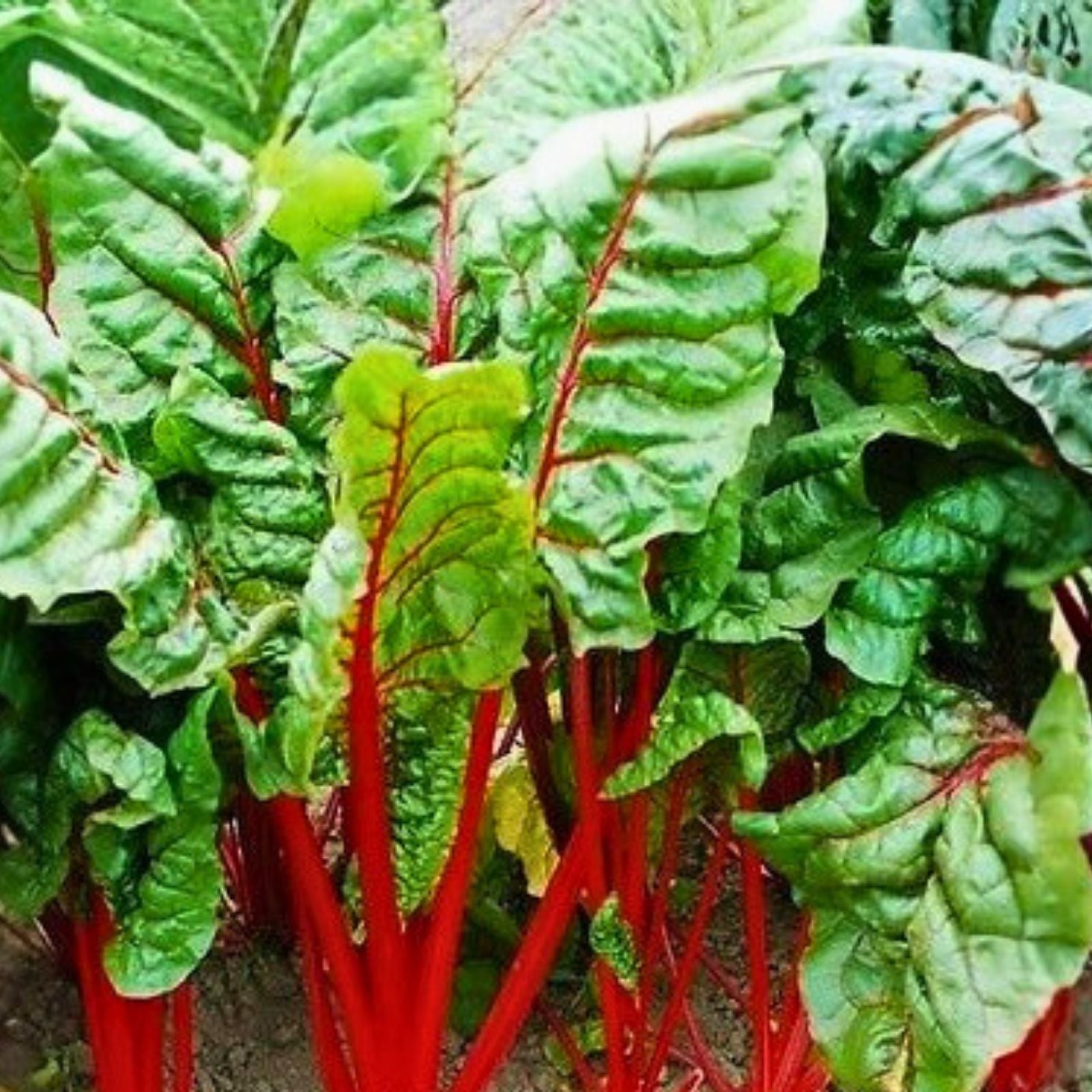 Non-GMO Rhubarb Seeds 500 Pack, Organic Gardening, Heirloom, Live Plant, Home Garden, Cutting, Starter Plant