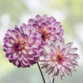 Bunny Tails Seeds 25 Pack - Ornamental Grass for Gardens - Lagurus ovatus - Easy to Grow, Fast Growing