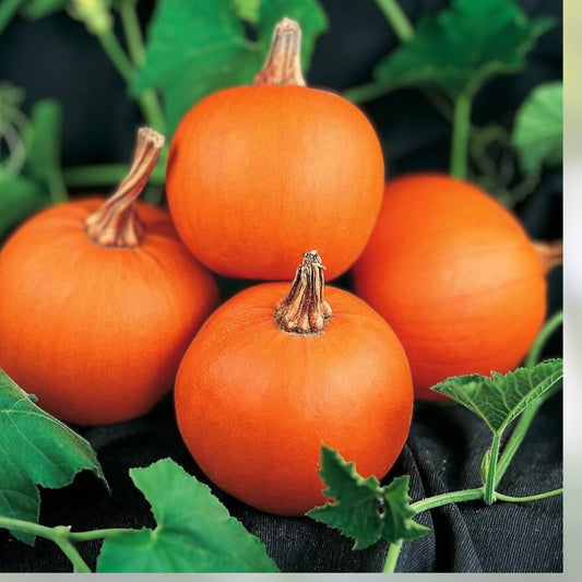 Miniature Pumpkin Seeds 30 Pack for Planting, Orange Cucurbita pepo, Wee-B-Little Pumpkin Seeds, Garden Grow Kit
