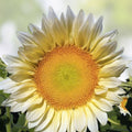 White Light Sunflower Seeds 20 Pack – Helianthus annuus Pure White for Planting, Garden, Landscaping, Easy to Grow